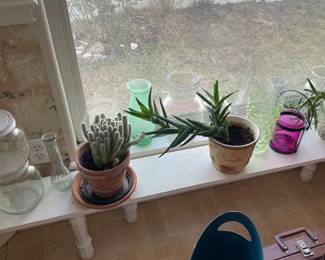 Assorted Potted Plants