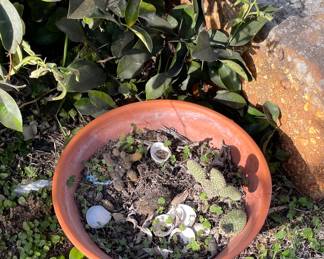 Claypot One Lil Cacti