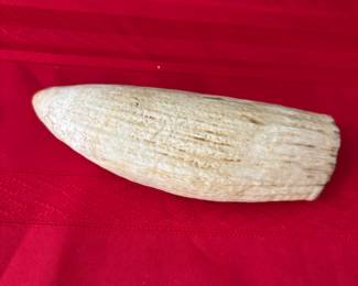 Sperm whale tooth 6”L 2.5”w  