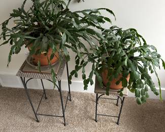 Christmas cactus plants