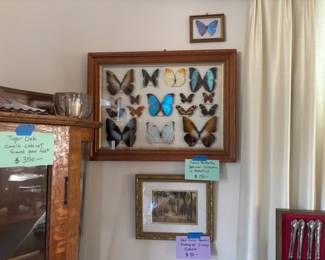 Butterfly collection