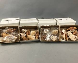 Lot 183 | Lot If Sea Shells
