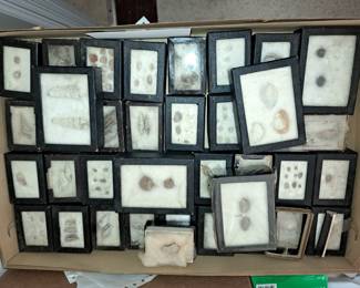 Shells and Fossils
