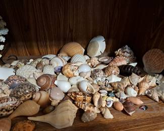 Shells