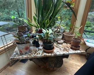 Snake plant, potted plants