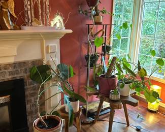 Houseplants