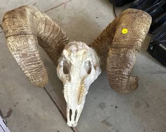 RAM SKULL WITH HORNS