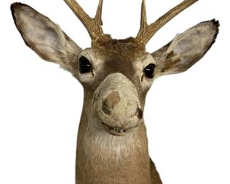 8 Point Deer Taxidermy Head
