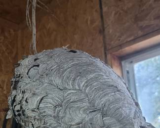 Hornet Nest