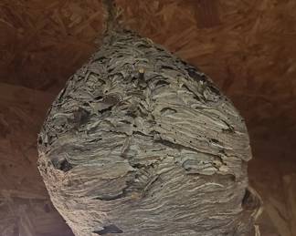 Hornet Nest