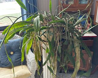 Large Orchid Cactus 