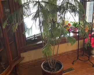 Large Norfolk Pine 