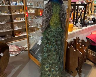 Taxidermy Peacock On Oak Perch 
