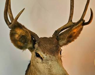 Vintage 6 Point Taxidermy Deer Head.