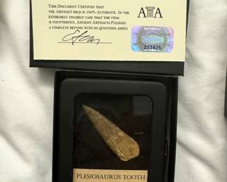 Prehistoric tooth