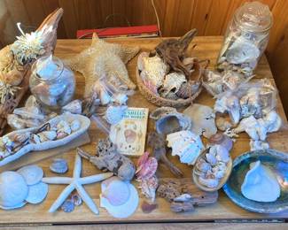 Shells And Driftwood