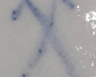 Pair of Continental Blanc de Chine parrots - close up of under-glazed blue crossed mark. 