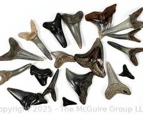 wSHARK TEETH 1 t