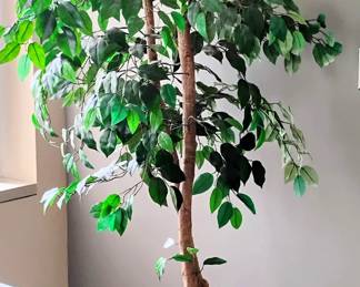 Ficus Tree