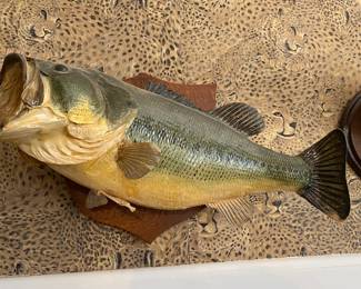 Several Mounted Sea bass