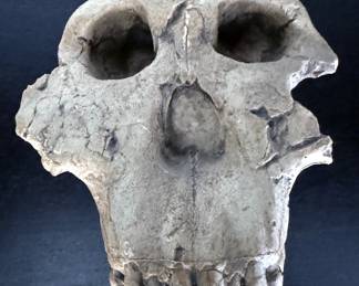 Hominid skull reproduction