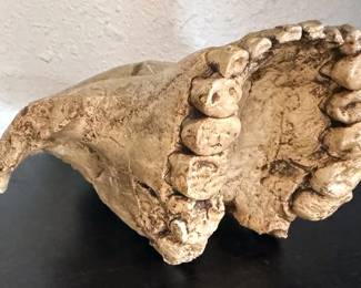 Hominid skull reproduction