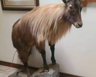 Himalayan Tahr
$2000