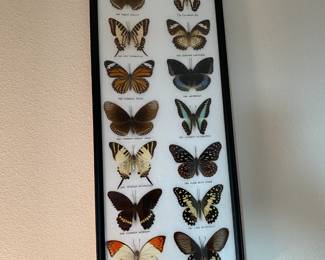 Framed Butterfly Farm