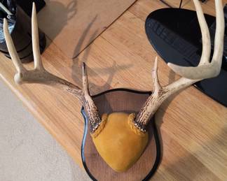 Deer Antlers