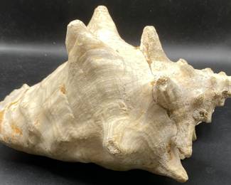 Shell
