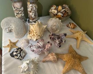 Brain Coral ,Star Fish, shells of the Ixean
 NOW All $900