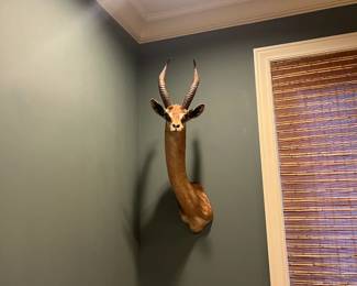 $600. Grant's Gazelle with two horns that measure 12".  Shoulder mount. Overall height on the wall 36". 
Available for online purchase per the instructions on the sale details page, pickup is during in-person shopping hours.