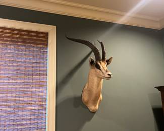$690.  Grant's Gazelle with 23" horns and overall height on the wall is 36".  Shoulder mount. Available for online purchase per the instructions on the sale details page, pickup is during in-person shopping hours.