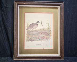 Bobwhite Quail Plate II LE Print by Tony Biagi