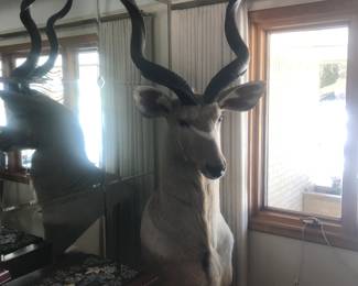 Greater Kudu shoulder mount with custom stand!