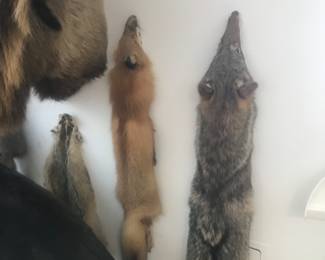 Several nice pelts!