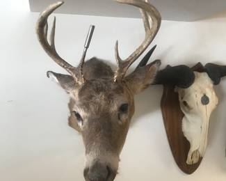 Another nice mount!