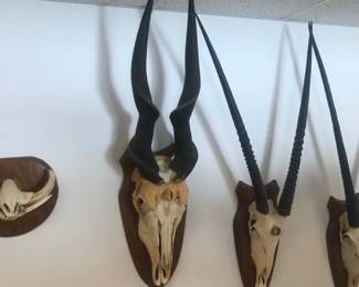 From Africa!