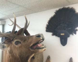 Look at that elk!