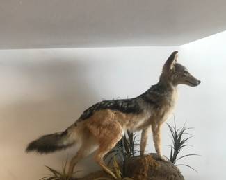 Yes thats a Dingo!