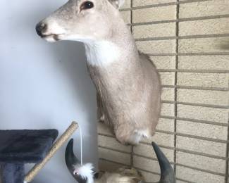 More mounts!