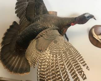 Wild Turkey!