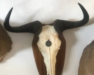 Nice skull mount!