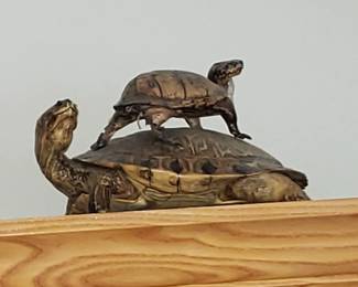 Taxidermy Turtles