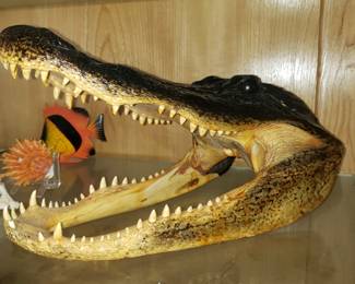 Taxidermy Alligator