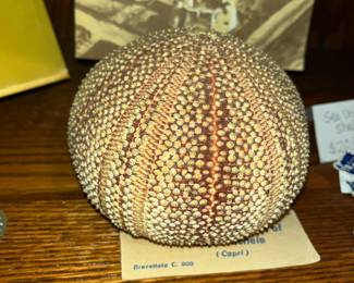 Sea Urchin shell