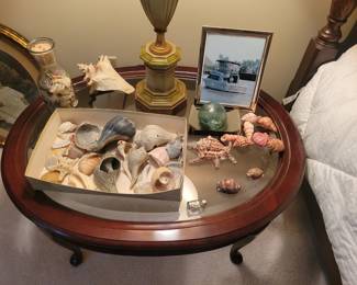 Beautiful Shells collected from Hawaii and other exotic beaches.