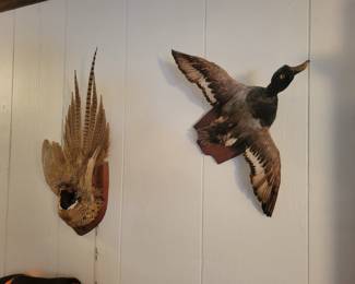 Vintage Mounted Mallard Duck On wood mount.
Ringneck Pheasant Taxidermy Wall Mount