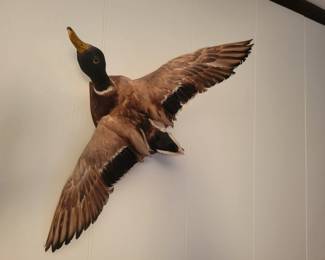 Vintage Mounted Mallard Duck on wood mount.