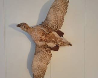 Grouse Bird Taxidermy Mount.